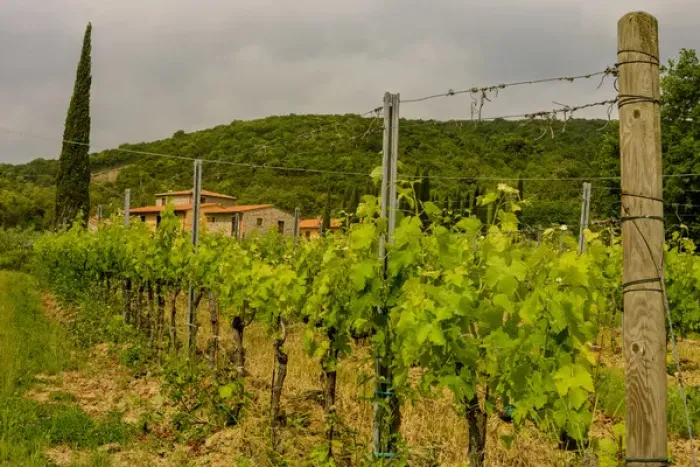 Framed Print : Farmhouse. Vineyards. Tuscany. Italy