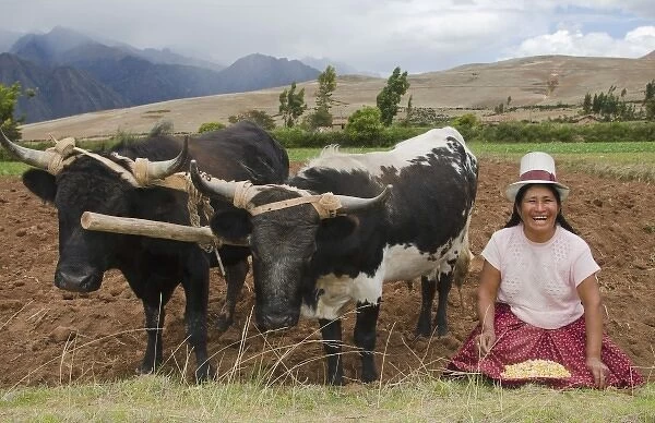 Farming images of traditional woman with corn wotking with oxen on farm in small