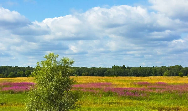 Farmland and flower fields, Estonia