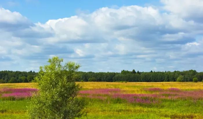 Framed Print : Farmland and flower fields, Estonia Framed Print : Farmland and flower fields, Estonia