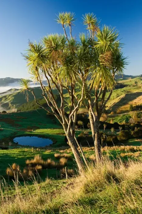 Framed Print : Farmland near Martinborough, Wairarapa, North Island, New Zealand