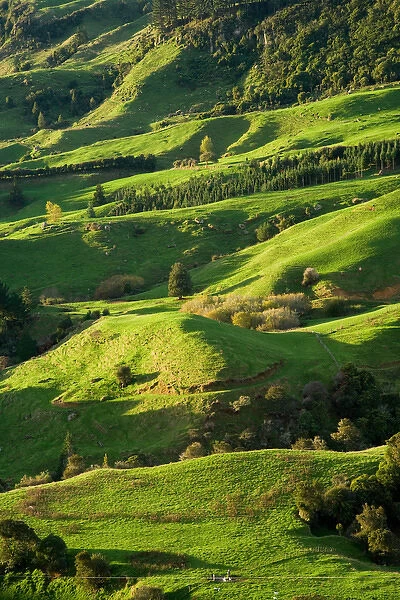Farmland near Te Kuiti, King Country, North Island, New Zealand