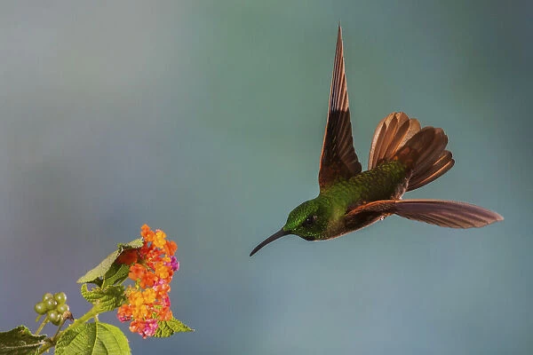 Fawn-breasted brilliant hummingbird