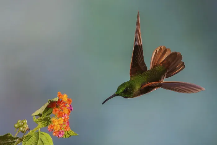 Framed Print : Fawn-breasted brilliant hummingbird Framed Print : Fawn-breasted brilliant hummingbird