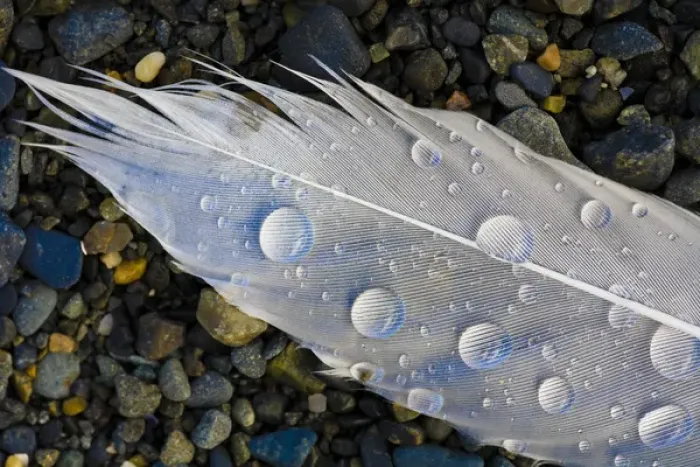 Framed Print : Feather on beach. Lands End. Homer. Alaska Framed Print : Feather on beach. Lands End. Homer. Alaska