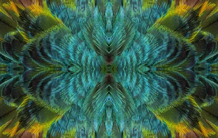 Framed Print : Feather Design Framed Print : Feather Design