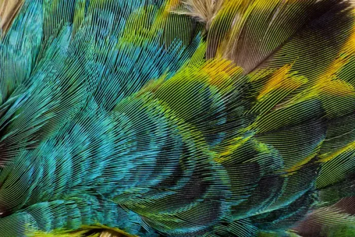 Framed Print : Feather Design Framed Print : Feather Design