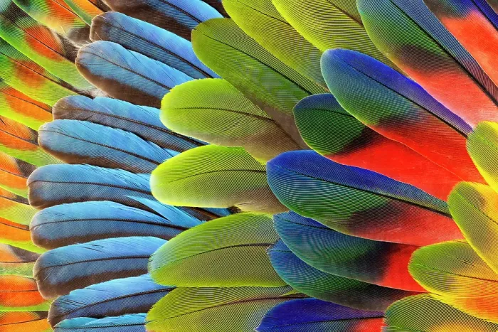 Framed Print : Feather design comprised of macaw feathers along with parrot feathers Framed Print : Feather design comprised of macaw feathers along with parrot feathers