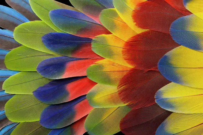 Framed Print : Feather design comprised of macaw feathers along with parrot feathers Framed Print : Feather design comprised of macaw feathers along with parrot feathers