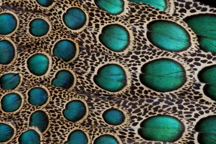 Framed Print : Feather design of the Malay Peacock Pheasant Framed Print : Feather design of the Malay Peacock Pheasant