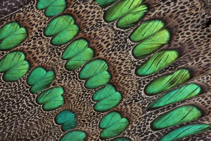 Framed Print : Feather design of the Malay Peacock Pheasant