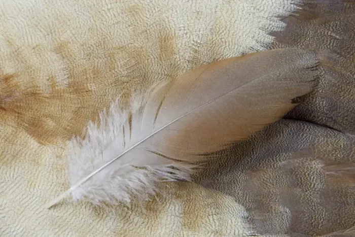 Framed Print : Feather lying on Egyptian Goose Breast Feathers