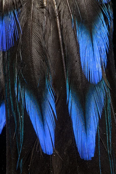 Feather pattern in black and blue