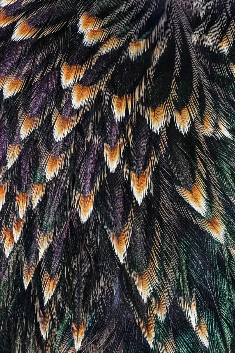 Framed Print : Feather pattern on back of common Starling Framed Print : Feather pattern on back of common Starling