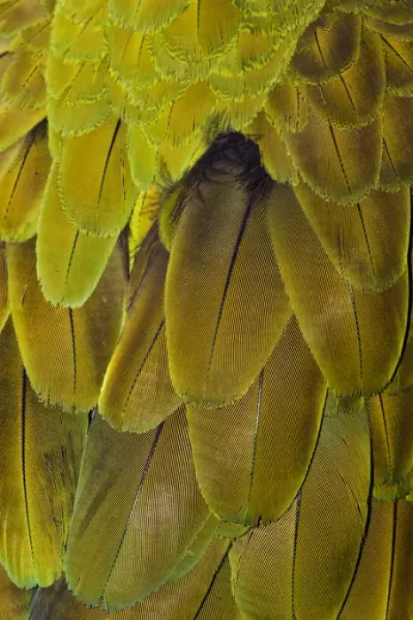 Framed Print : Feather pattern on Macaw