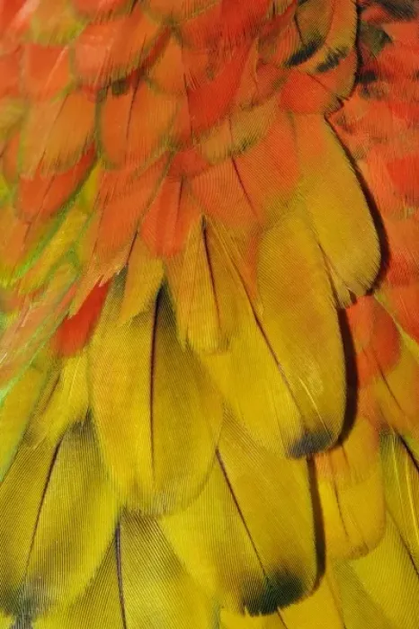 Framed Print : Feather pattern on Macaw Framed Print : Feather pattern on Macaw