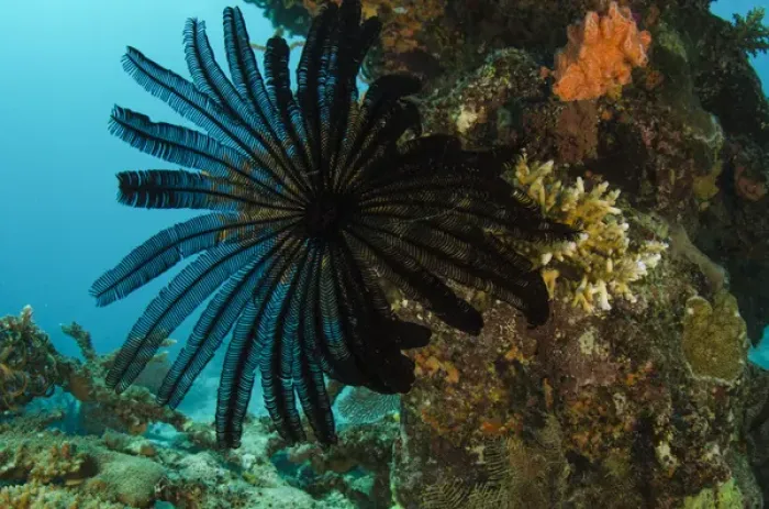 Framed Print : Feather Star (Comasteridae) & coral reef diversity, Rainbow Reef, Fiji. South Pacific Framed Print : Feather Star (Comasteridae) & coral reef diversity, Rainbow Reef, Fiji. South Pacific