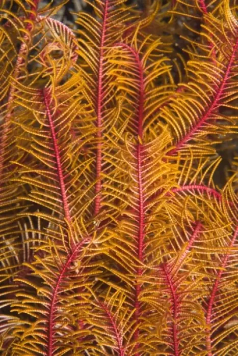 Framed Print : Feather Star Detail, Puerto Gallera, Philippines, SE Asia