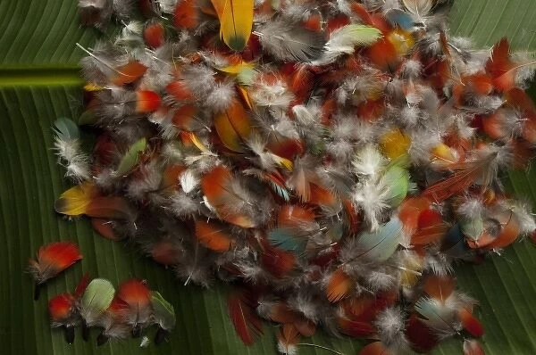 Feathers for Huaorani Indian crown. Gabaro Community. Yasuni National Park. Amazon rainforest