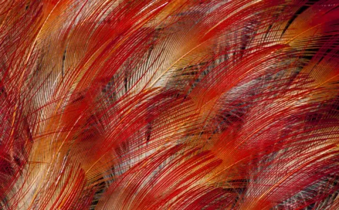 Framed Print : Feathers of the King Bird of Paradise Framed Print : Feathers of the King Bird of Paradise