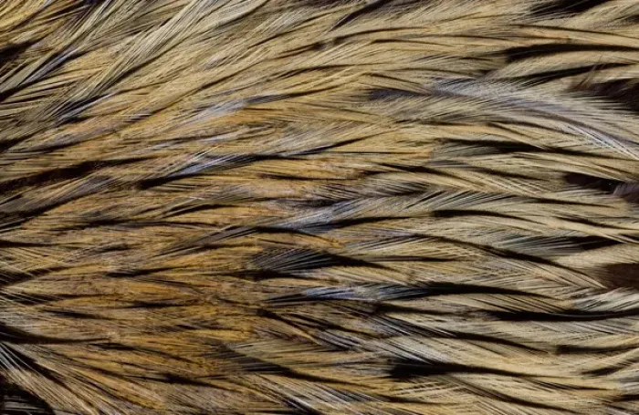 Framed Print : Feathers, Pattern, Design, Color Image, Close-up, Macro, Nature, Beauty in Nature Framed Print : Feathers, Pattern, Design, Color Image, Close-up, Macro, Nature, Beauty in Nature