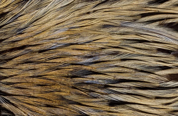 Feathers, Pattern, Design, Color Image, Close-up, Macro, Nature, Beauty in Nature