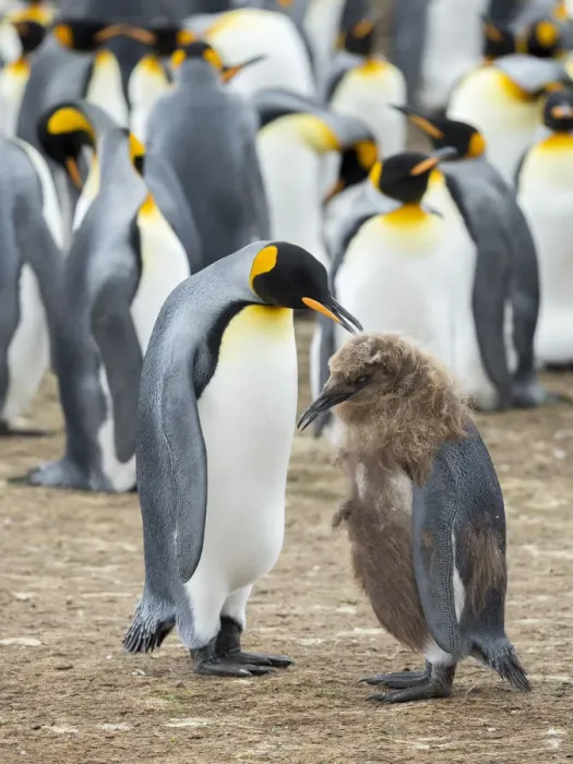 Framed Print : Feeding a chick in brown plumage. King Penguin on Falkland Islands Framed Print : Feeding a chick in brown plumage. King Penguin on Falkland Islands
