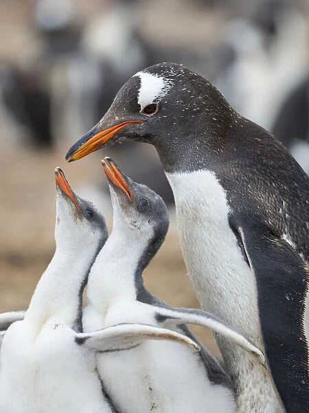 Feeding of chick. Gentoo penguin on the Falkland Islands