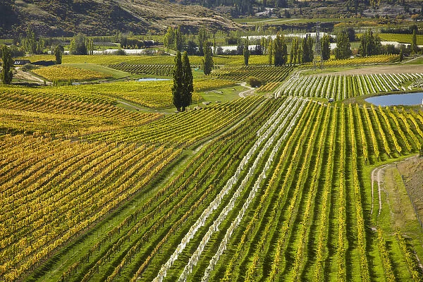 Felton Road Vineyard in autumn, Bannockburn, near Cromwell, Central Otago, South Island