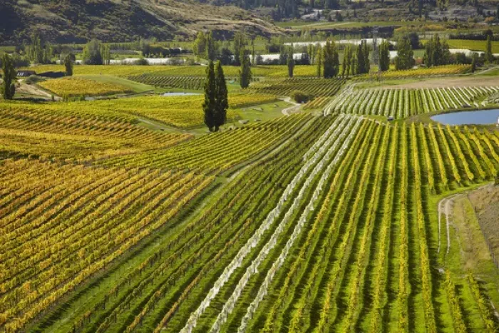 Framed Print : Felton Road Vineyard in autumn, Bannockburn, near Cromwell, Central Otago, South Island