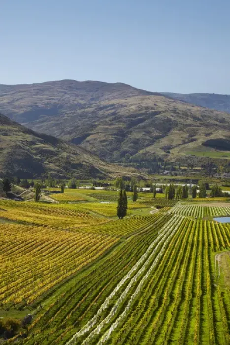 Framed Print : Felton Road Vineyard in autumn, Bannockburn, near Cromwell, Central Otago, South Island Framed Print : Felton Road Vineyard in autumn, Bannockburn, near Cromwell, Central Otago, South Island