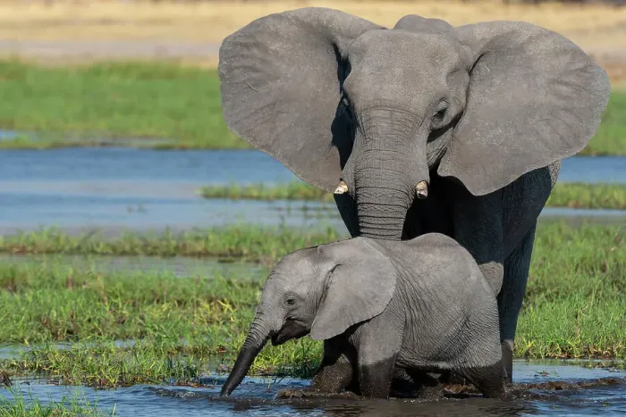 Framed Print : A female African elephant and calf, Loxodonta Africana, drinking in the river Khwai. Khwai Concession, Okavango Delta, Botswana Framed Print : A female African elephant and calf, Loxodonta Africana, drinking in the river Khwai. Khwai Concession, Okavango Delta, Botswana