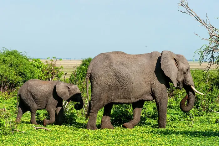 Framed Print : A female African elephant, Loxodonta Africana, walking with her calf. Chobe National Park, Botswana