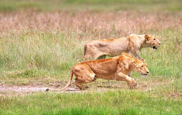 Female African Lions stalking prey Panthera leo Tanzania, Africa 2005