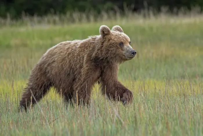 Framed Print : Female Alaskan brown bear cub in meadow grasses, Lake Clark National Park and Preserve, Alaska