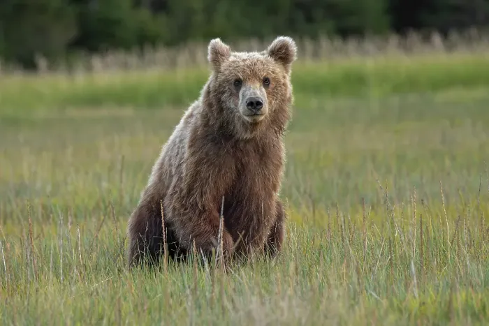 Framed Print : Female Alaskan brown bear in meadow grasses, Lake Clark National Park and Preserve, Alaska