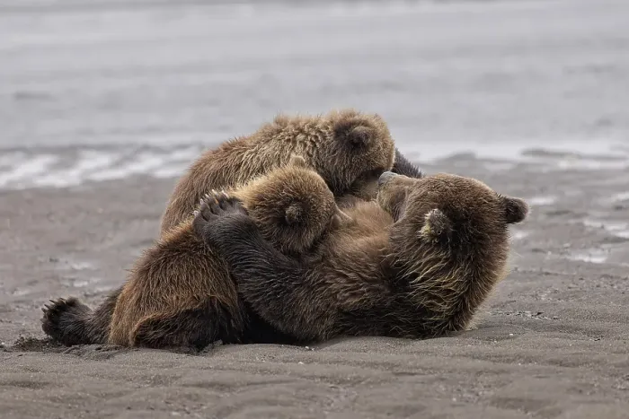 Framed Print : Female Alaskan brown bear nursing two cubs, Lake Clark National Park and Preserve, Alaska