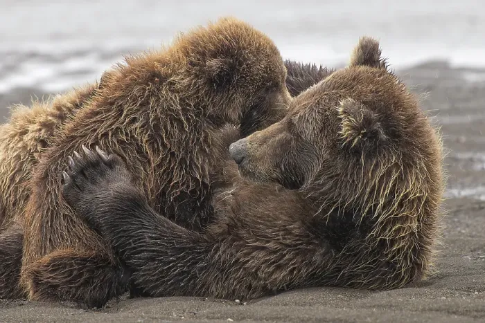 Framed Print : Female Alaskan brown bear nursing two cubs, Lake Clark National Park and Preserve, Alaska Framed Print : Female Alaskan brown bear nursing two cubs, Lake Clark National Park and Preserve, Alaska