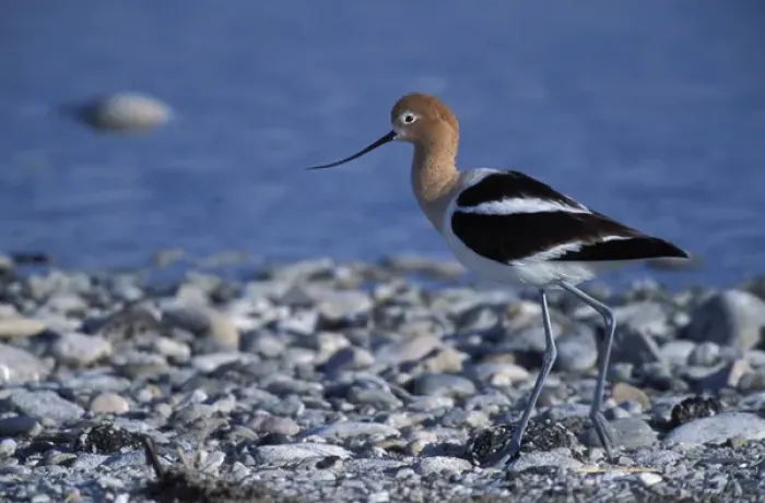 Framed Print : A female American Avocet, Recurvirostra americana, in a salt water pool on Antelope Framed Print : A female American Avocet, Recurvirostra americana, in a salt water pool on Antelope