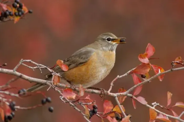 Framed Print : Female American Robin in Black Hawthorn (Crataegus douglasii), Grand Teton NP, Wyoming Framed Print : Female American Robin in Black Hawthorn (Crataegus douglasii), Grand Teton NP, Wyoming
