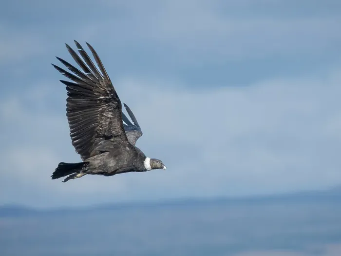 Framed Print : Female Andean condor in Patagonia. Chile, Magallanes Framed Print : Female Andean condor in Patagonia. Chile, Magallanes