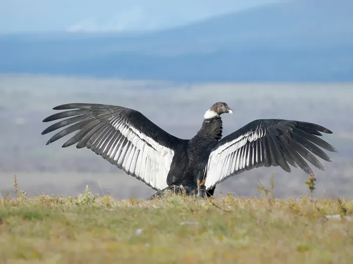 Framed Print : Female Andean condor in Patagonia. Chile, Magallanes Framed Print : Female Andean condor in Patagonia. Chile, Magallanes