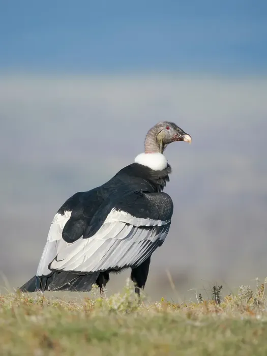 Framed Print : Female Andean condor in Patagonia. Chile, Magallanes
