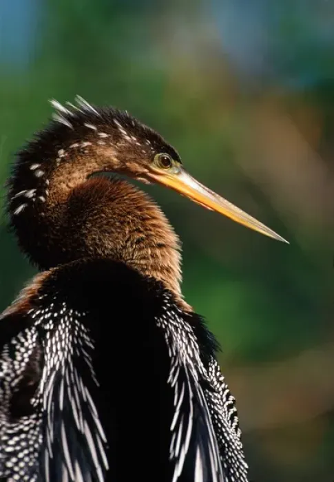 Framed Print : Female Anhinga Framed Print : Female Anhinga