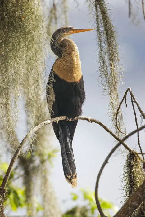 Framed Print : Female Anhinga. Circle B Ranch, Florida