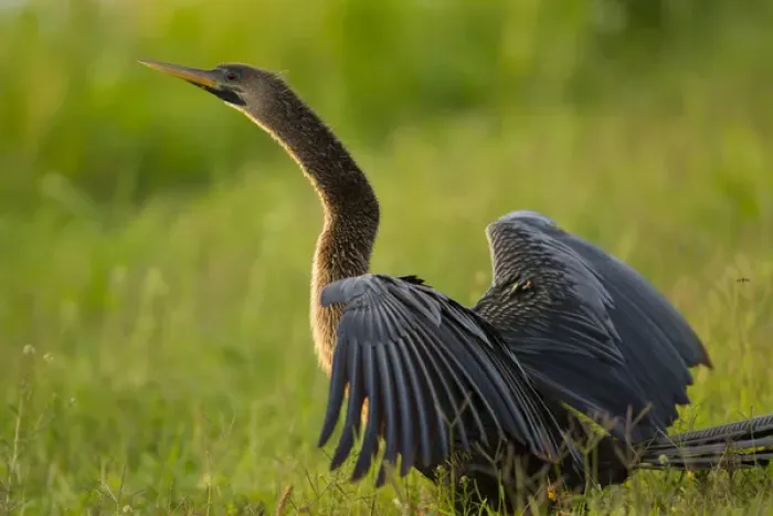 Framed Print : Female anhinga drying out wings on shoreline, Anhinga anhinga, Viera wetlands, Florida