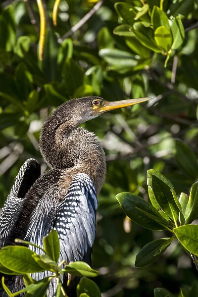 Female anhinga perched on mangrove branch in Florida