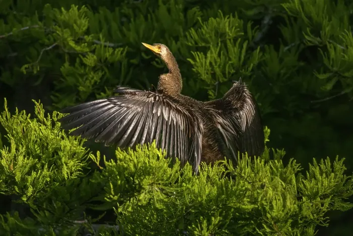 Framed Print : A female anhinga spreads out her wings to dry in the morning sun Framed Print : A female anhinga spreads out her wings to dry in the morning sun