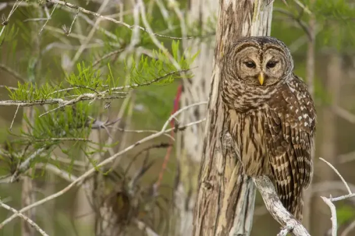 Framed Print : Female barred owl (Strix varia) in Everglades National Park, Florida, USA