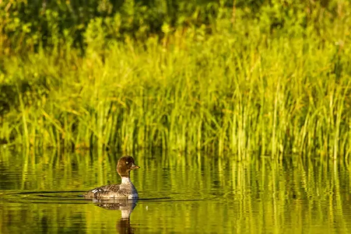 Framed Print : Female Barrows Goldeneye in Grand Teton National Park, Wyoming, USA Framed Print : Female Barrows Goldeneye in Grand Teton National Park, Wyoming, USA